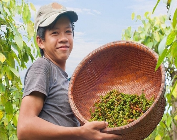 Giá tiêu giữ mức 151.000 đồng/kg, lượng tồn kho trong dân không còn nhiều