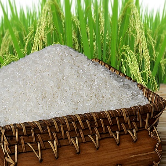 Gạo
